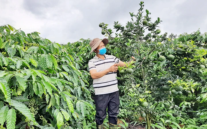 Vườn trồng xen canh cam, quýt trong rẫy cà-phê của gia đình anh Trần Văn Dũng ở thôn 7, xã Ngọc Wang, huyện Đăk Hà.