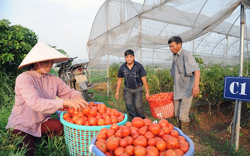 Nông dân HTX rau quả sạch Chúc Sơn, huyện Chương Mỹ (Hà Nội) thu hoạch cà chua. Ảnh: QUANG ANH 