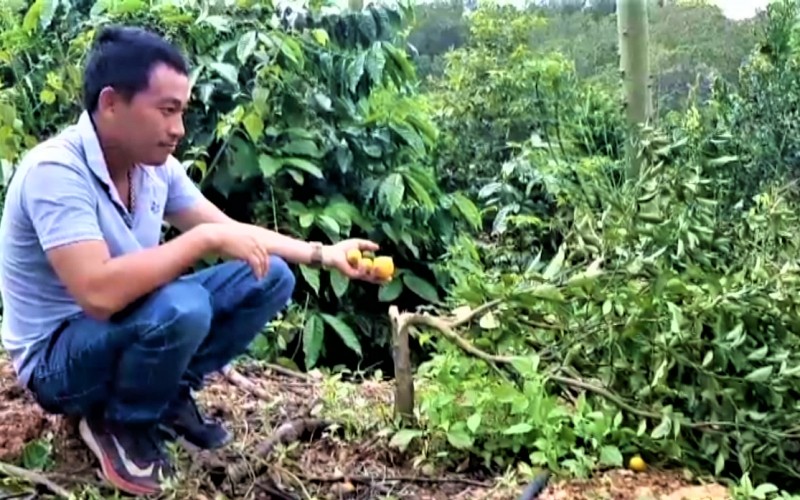 Cây ăn trái được anh Nguyễn Hải Thiện trồng xen trong rẫy cà-phê cũng bị chặt phá.