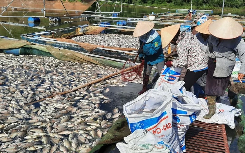 Hàng chục tấn cá chết bất thường tại hồ Hồng Khếnh.