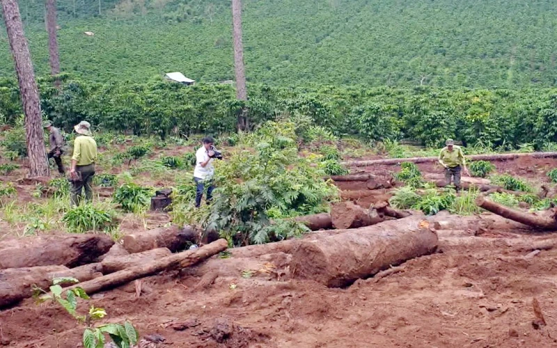 Cơ quan chức năng kiểm tra hiện trường vụ chôn lấp gỗ thông tại tiểu khu 443, xã Lộc Phú, vào tháng 8-2020.