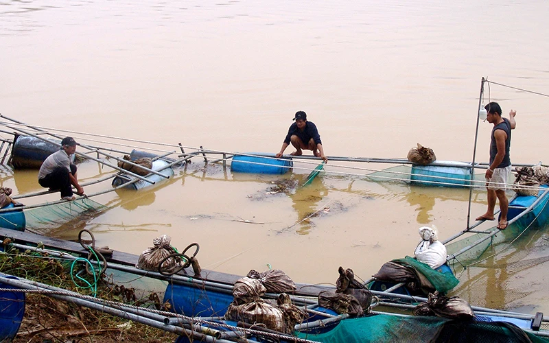Nông dân xã Quảng Phú (huyện Quảng Ðiền) khôi phục lồng cá nuôi trên sông Bồ bị chết và hư hỏng do mưa.