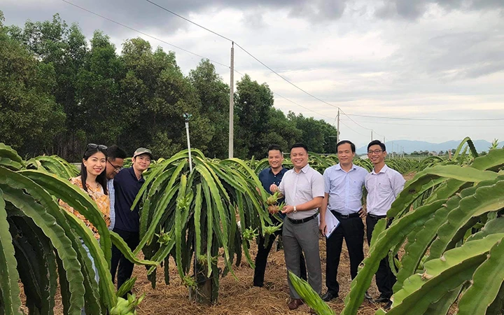 Các chuyên gia khảo sát vùng trồng thanh long tại huyện Hàm Thuận Nam, tỉnh Bình Thuận.