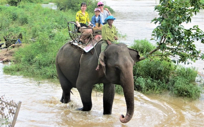 Tình trạng nuôi voi phục vụ khách du lịch vẫn còn xảy ra tại khu du lịch hai huyện Buôn Đôn và Lắk, tỉnh Đắk Lắk.