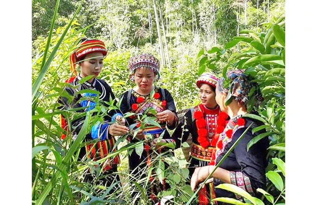 Chị Lý Thị Quyên (thứ hai từ trái sang) hướng dẫn bà con người Dao phân loại, lựa chọn nguyên liệu sản xuất gối thảo dược.