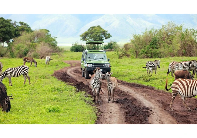 Vườn thú Safari, một địa chỉ thu hút du khách ở Nam Phi. Ảnh | E-PLAY Africa