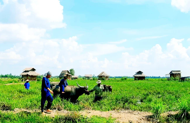 Du lịch trên cánh đồng, trải nghiệm văn hóa nông nghiệp tại Viet Mekong Farmstay (huyện Tam Nông). Ảnh: NGUYỄN MINH