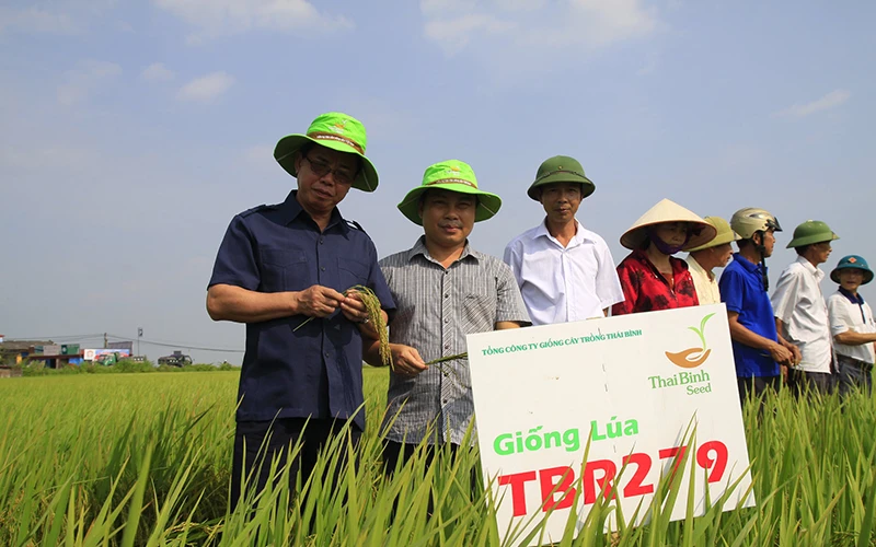 Cán bộ kỹ thuật của Công ty cổ phần Tập đoàn Thái Bình kiểm tra độ sinh trưởng của giống lúa mới TBR279.