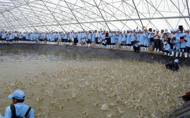Nghề nuôi tôm ở vùng ven biển là một trong thế mạnh phát triển kinh tế của Bạc Liêu. 