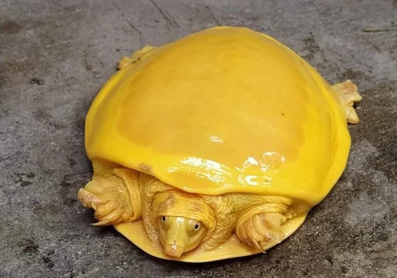 Cá thể rùa vàng mới được phát hiện ở Ấn Độ. 