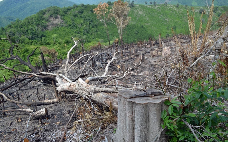 Rừng bị chặt phá trên địa bàn huyện Anh Sơn, tỉnh Nghệ An. Ảnh: Quang Dũng