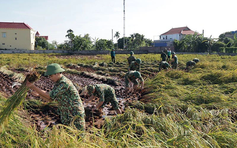 Cán bộ, chiến sĩ Trung đội Thông tin (Bộ Chỉ huy Quân sự tỉnh Nam Ðịnh) thu hoạch lúa mùa giúp nhân dân xã Giao Hương, huyện Giao Thủy. Ảnh: HOÀNG TUẤN 