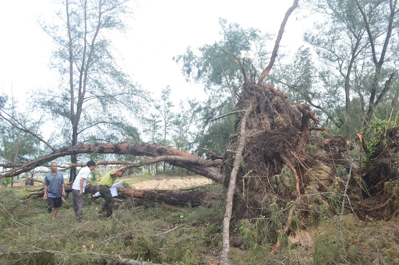 Nhiều cây phi lao cổ thụ hơn 70 năm tuổi nằm trong rừng phòng hộ ven biển xã Phổ Quang bị bật gốc.