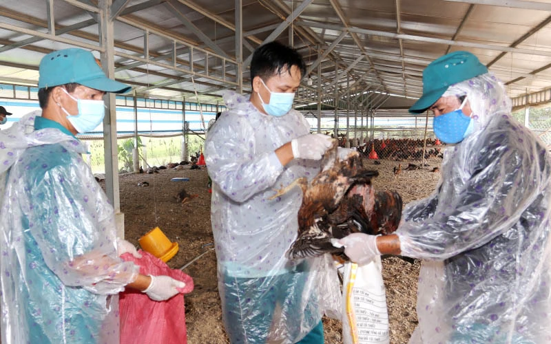 Cơ quan chức năng tiến hành tiêu hủy 12.000 con gà nhiễm H5N1 của hộ ông Đào Văn Đông.