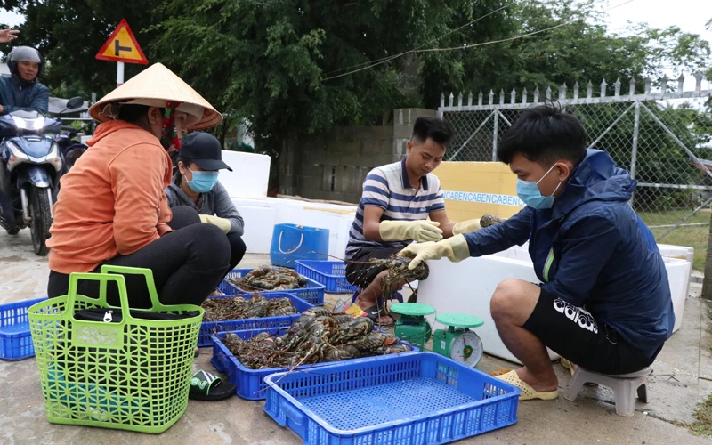 Tôm hùm ở Phú Yên chết hàng loạt, người nuôi thiệt hại lớn