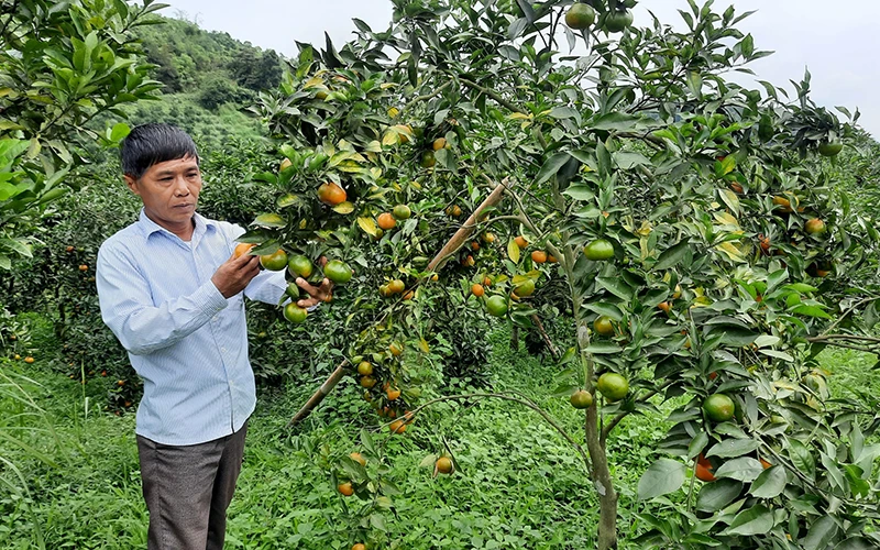 Hợp tác xã Trồng cây ăn quả Khuổi Nằn (huyện Na Rì) áp dụng mô hình ứng dụng khoa học - công nghệ vào trồng cam, quýt.