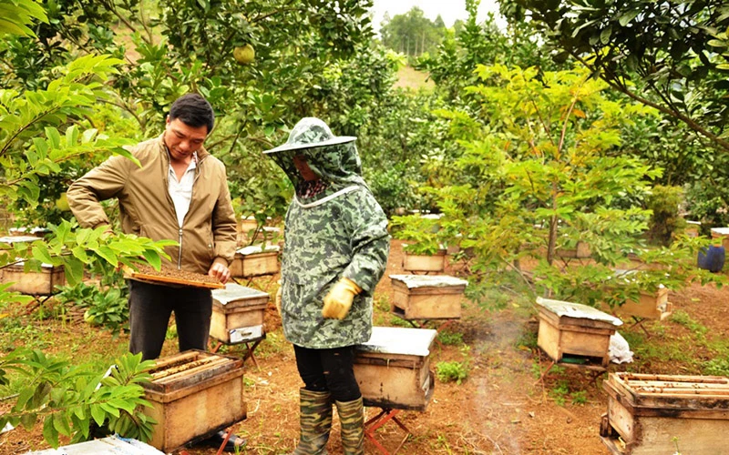 Tổ hợp tác liên kết nuôi ong Xuân Quang (Bảo Thắng, Lào Cai), mỗi năm sản xuất hàng chục nghìn lít mật ong tự nhiên, chất lượng cao, được người tiêu dùng ưa chuộng.