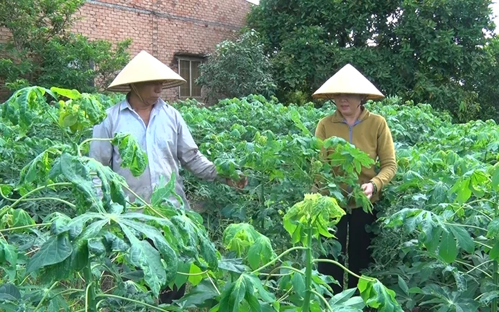 Nhiều diện tích sắn của nông dân huyện Cẩm Mỹ, tỉnh Đồng Nai bị nhiễm bệnh khảm lá.