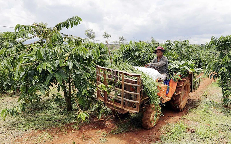 Được vay vốn ưu đãi, anh K’San, dân tộc Ê Đê ở xã Đăk Som, huyện Đăk Glong (Đắk Nông) đầu tư trồng cà-phê, mua máy móc phục vụ sản xuất.