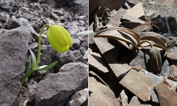 Cây Fritillaria delavayi trong quần thể có áp lực thu hoạch thấp (bên trái) và cao (bên phải). Ảnh: Yang Niu