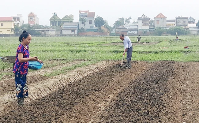 Nông dân thị trấn Quy Đạt, huyện Minh Hóa (Quảng Bình) làm đất, tái sản xuất diện tích rau vụ đông. Ảnh: CHÍ TUÂN