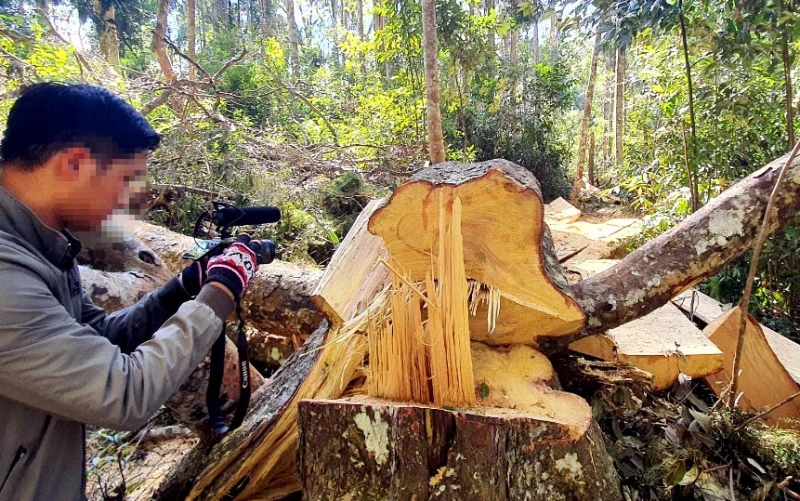 Hiện trường vụ phá rừng trái phép tại tiểu khu 249