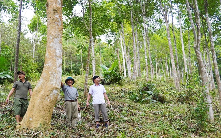 Trồng rừng kinh tế bằng cây bản địa là hướng đi mới của người dân Minh Hóa.
