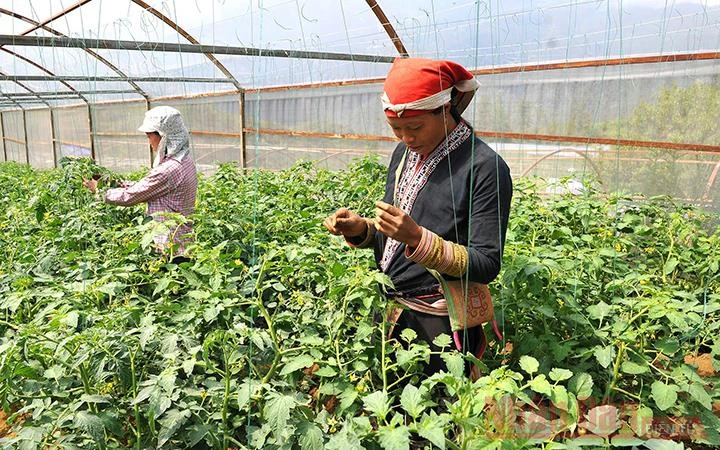 Người dân thị xã Sa Pa (Lào Cai) trồng cà chua trong nhà lưới (Ảnh minh họa: ĐĂNG KHOA).