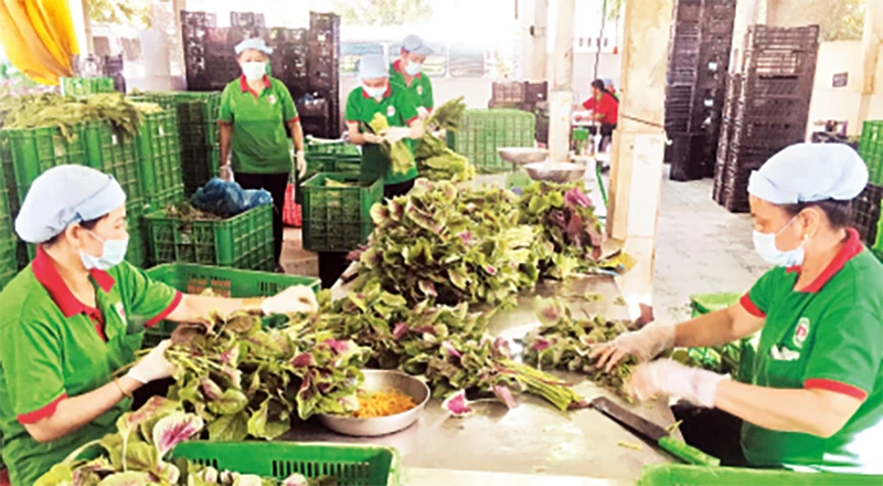 Nhân viên HTX Nông nghiệp thương mại dịch vụ Phú Lộc đang phân loại rau.