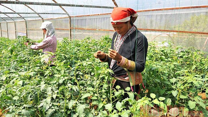 Người dân thị xã Sa Pa (Lào Cai) trồng cà chua trong nhà lưới. Ảnh minh họa ĐĂNG KHOA