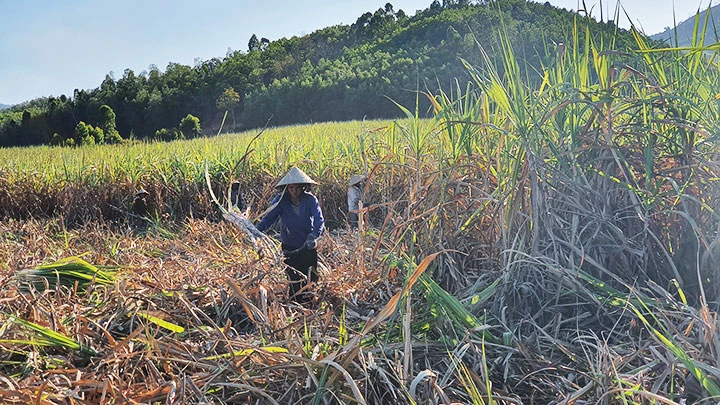 Người trồng mía Ninh Hòa bị mất mùa niên vụ 2019 - 2020, nhưng giá thu mua vẫn thấp.