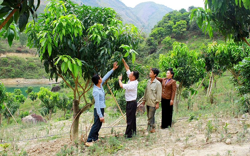Cán bộ Hội Nông dân xã Mường Khiêng (Thuận Châu) hướng dẫn người dân chăm sóc cây ăn quả trên đất dốc. Ảnh: Duy Tùng
