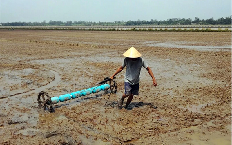 Nông dân xã Vĩnh Trung, huyện Vị Thủy (Hậu Giang) làm đất chuẩn bị gieo cấy lúa. Ảnh: KIỀU MY