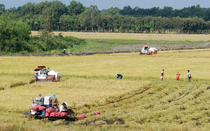 Huyện Đức Huệ (Long An) hiện đã xây dựng được vùng sản xuất chuyên canh lúa chất lượng cao đạt 1.347 ha. Ảnh: LÊ ĐỨC