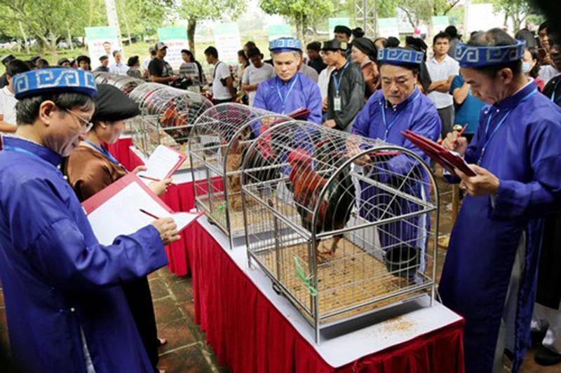 Hội thi Gà Mía Sơn Tây, góp phần quảng bá giống gà Mía đặc sản. 