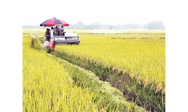 Thu hoạch lúa chất lượng cao tại xã Tam Hưng, huyện Thanh Oai. Ảnh: GIANG SƠN