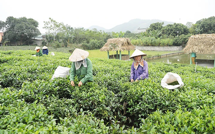 Nghề trồng và sản xuất chè mang lại thu nhập cao cho các hộ gia đình xã Tân Cương.
