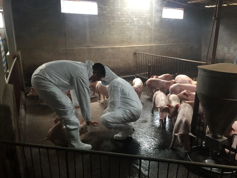 Xã Việt Hùng (huyện Vũ Thư, tỉnh Thái Bình) đã phải tiêu hủy hơn 13 tấn lợn chỉ trong một thời gian ngắn do dịch tả lợn châu Phi bùng phát