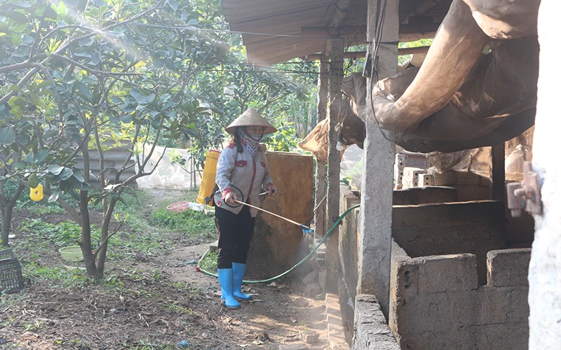 Người dân phương Duy Hải, xã Duy Tiên phun thuốc khử trùng các hố tiêu hủy bò bị viêm da nổi cục và phương tiện ra vào địa phương.