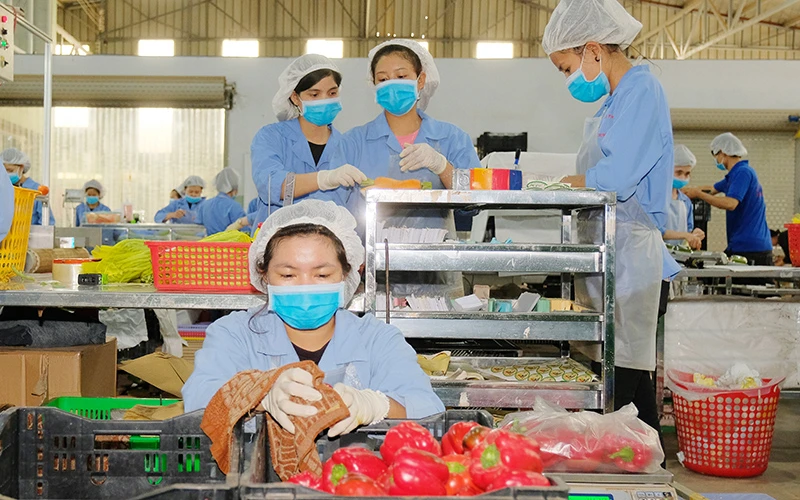 Công nhân Công ty TNHH Sản xuất thương mại nông sản Phong Thúy (Lâm Ðồng) sơ chế trái cây xuất khẩu. Ảnh: QUANG HIẾU