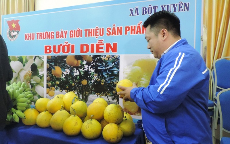 Trưng bày sản phẩm bưởi Diễn xã Bột Xuyên, huyện Mỹ Đức, Hà Nội.
