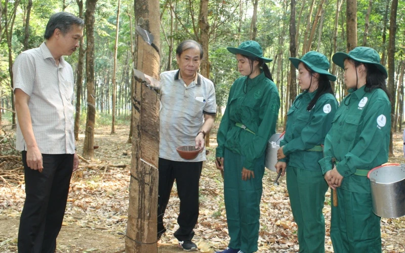 Lãnh đạo Công ty TNHH cao su Việt Lào kiểm tra công nhân khai thác mủ tại nông trường.