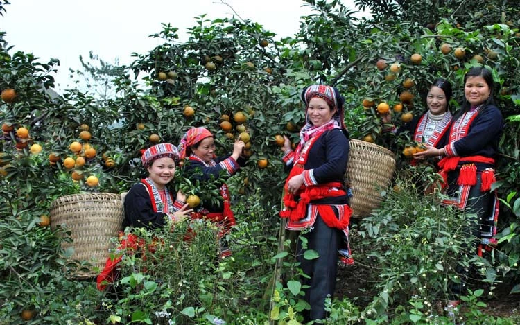 Mô hình trồng cam chất lượng cao ở Hà Giang.