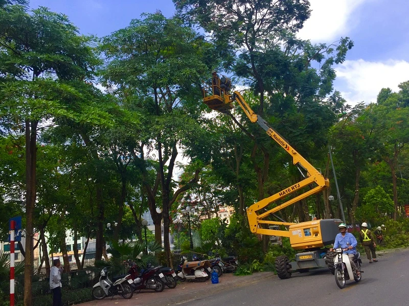 Công ty Công viên Cây xanh Hà Nội cắt tỉa cây xanh đề phòng gãy đổ.