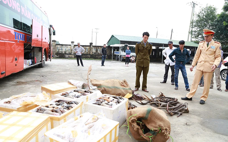 Các lực lượng chức năng tỉnh Hà Tĩnh thu giữ sản phẩm từ động vật hoang dã. Ảnh: BÙI TRUNG