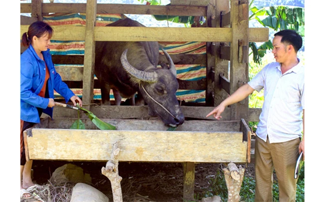 Cán bộ thôn Lũng Vài, xã Côn Lôn, huyện Na Hang (Tuyên Quang) hướng dẫn người dân phòng, chống rét cho trâu, bò. Ảnh: QUỐC VIỆT