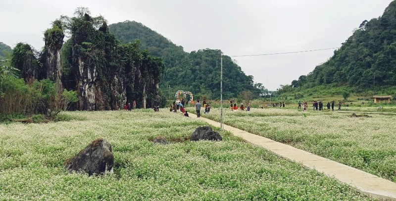 Mùa hoa Tam giác mạch trên Cao nguyên đá Đồng Văn thu hút dự quan tâm lớn từ du khách trong nước.