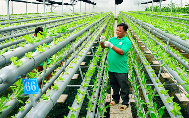 Nông dân xã Giục Tượng, huyện Châu Thành (Kiên Giang) trồng rau thủy canh trong nhà lưới, mang lại thu nhập cao. Ảnh: NGỌC QUYÊN