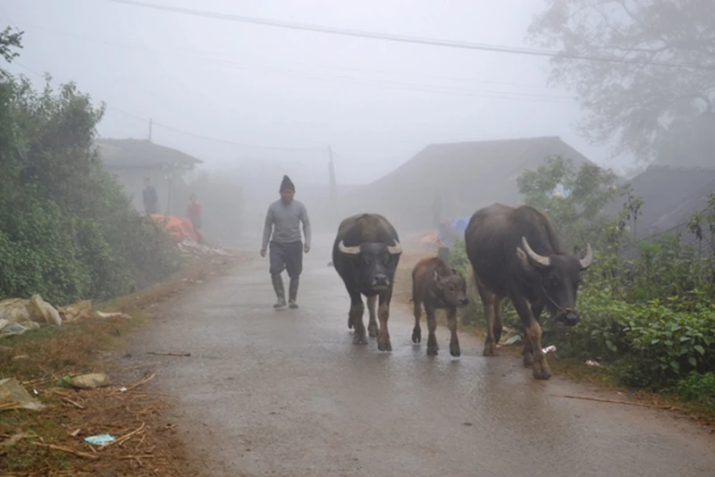 Người dân di chuyển trâu xuống vùng thấp tránh rét.