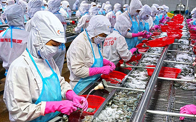 Chế biến tôm xuất khẩu ở Công ty cổ phần Tập đoàn Thủy sản Minh Phú (Cà Mau).